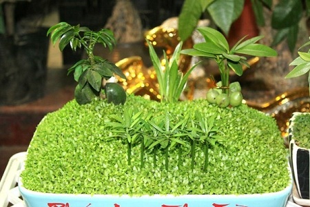 Rỉ tai nhau những món quà tặng biếu sếp ý nghĩa và tinh tế dịp tết 2 Cây tài lộc làm quà tết biếu sếp